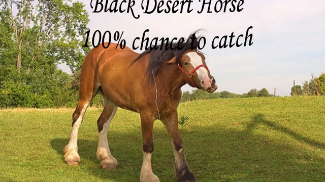 100 % способ поймать лошадь в Black Desert