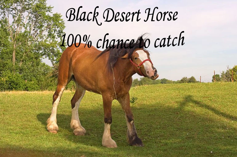 100 % способ поймать лошадь в Black Desert