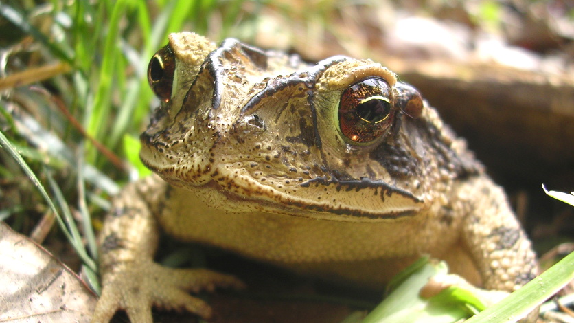 Глазами биолога. Toad picture. Animal reintroductions.